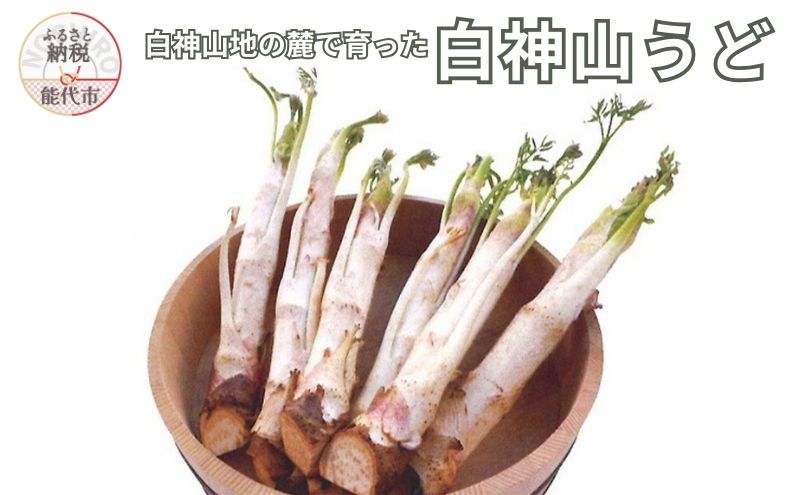 【2月～3月期間限定出荷】白神山うど 1ケース 3L 2L 秋田県 能代市 山菜
