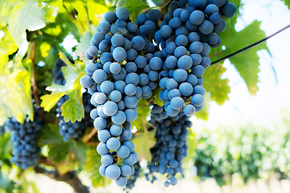 1月中旬より発送 カべルネ・ソーヴィニオン100％ ぶどうジュース 720ml×2本