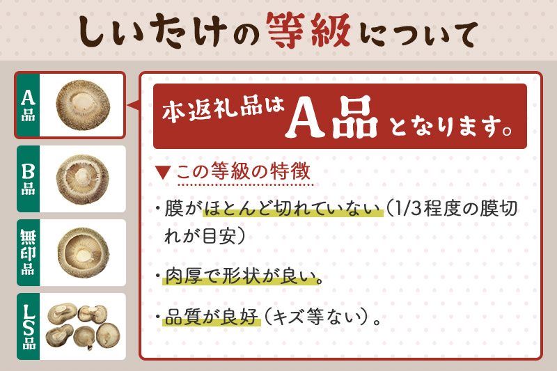 しいたけ A級品 Lサイズ 約1.2kg(約150g(6個入)×8パック)