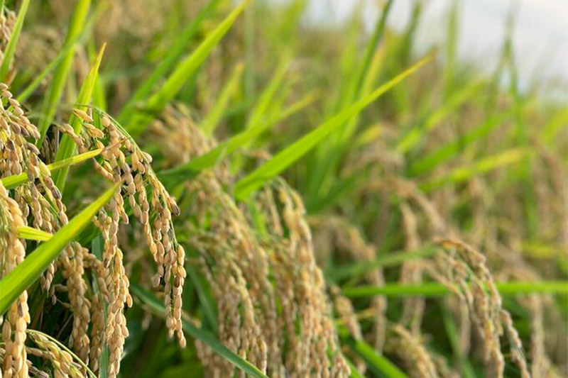 【izu-3】おにぎりネクタイピン シルバー《秋田県横手市産あきたこまち使用》