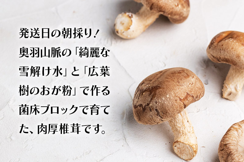 生しいたけ詰め合わせ 800g 秋田新鮮組