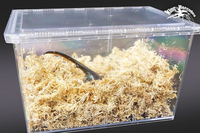 《TVで紹介されました》ヘラクレスオオカブト（成虫）オス 中型（130-140mm） 飼育ケース・マニュアル付き カブトムシ