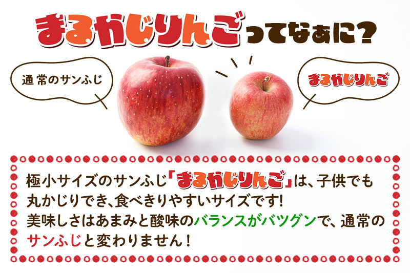 【先行受付】1月中旬より発送 【ご家庭用】サンふじ小玉りんご「まるかじりんご」約8kg（50玉～60玉前後）