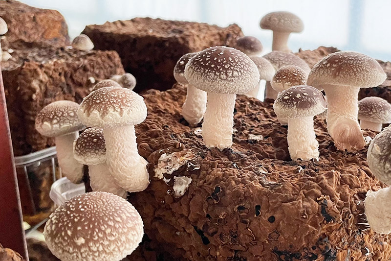 生しいたけ詰め合わせ 800g 秋田新鮮組