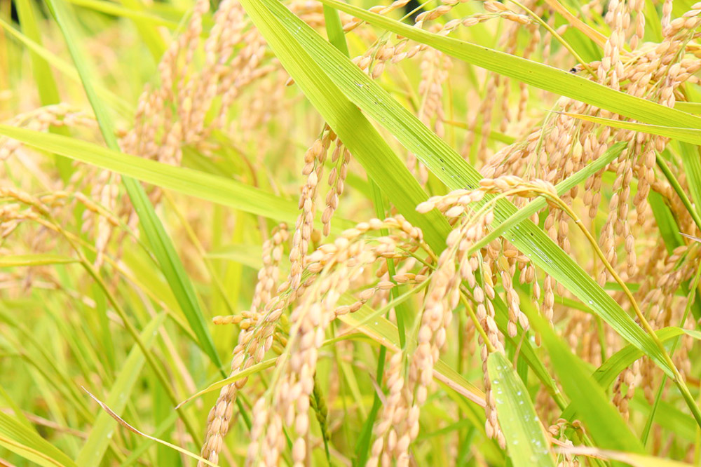 【玄米】【令和7年産】名物農家こだわりの特別栽培米 あきたこまち 4kg（2kg×2袋）