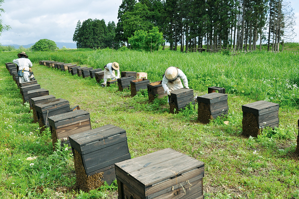 アカシアはちみつ（非加熱）600g