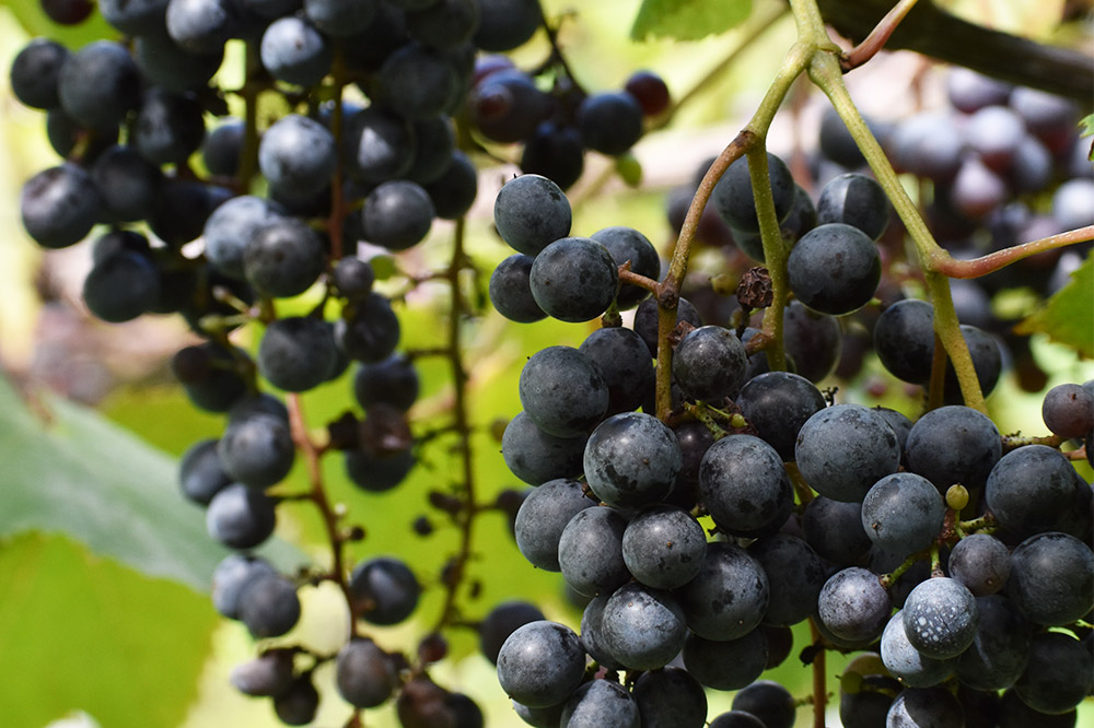 佐々木敏明の赤白飲みくらべ 秋田・保呂羽ヒマラヤベイリー /ペガサスブラン 720ml×各1本 計2本