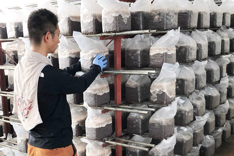 生しいたけ詰め合わせ 800g 秋田新鮮組