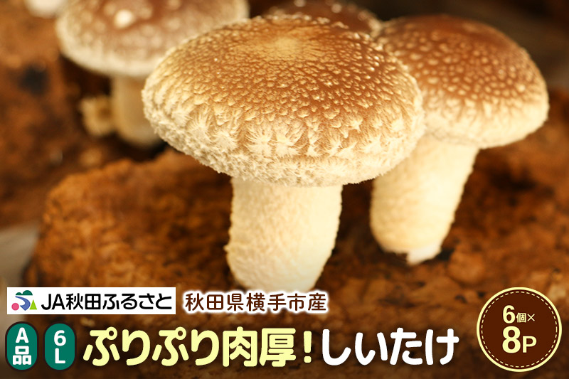 しいたけ A級品 Lサイズ 約1.2kg(約150g(6個入)×8パック)