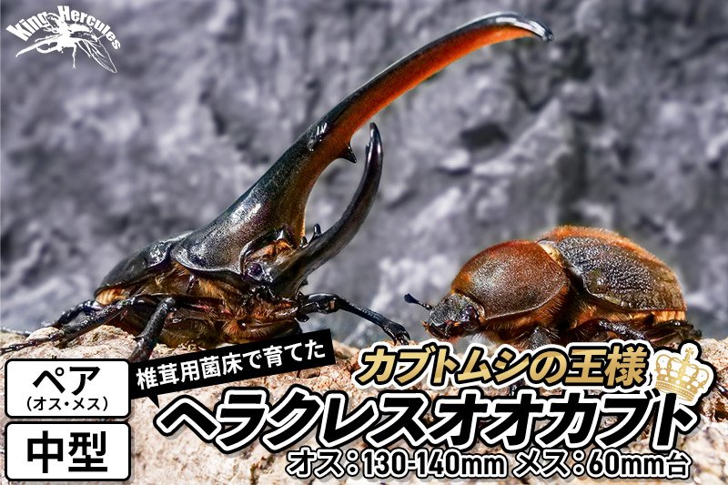 《TVで紹介されました》ヘラクレスオオカブト（成虫）ペア 中型（オス：130-140mm メス：60mm台） 飼育ケース・マニュアル付き カブトムシ