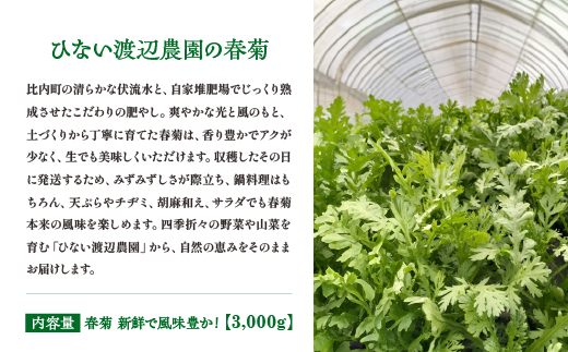 春菊 新鮮で風味豊か！ 約3,000g【135P3203】