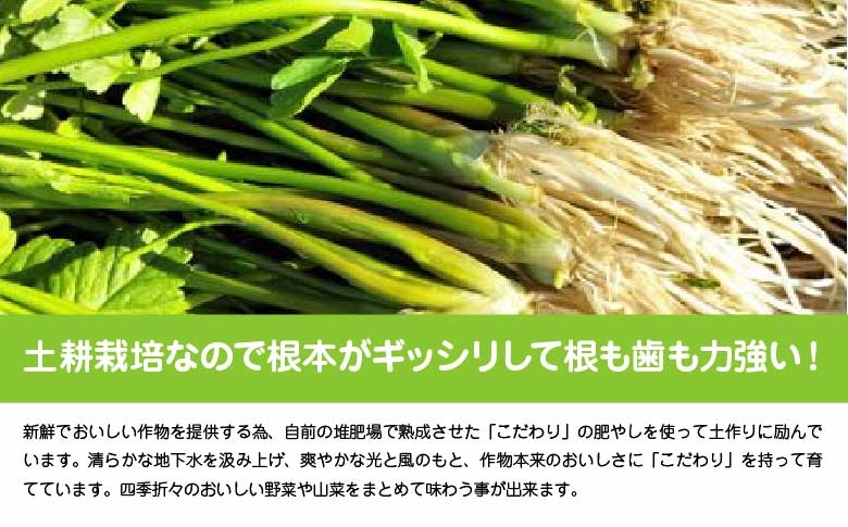 セリ 強い香りとシャキッとした歯応え 約2000g　600P3201