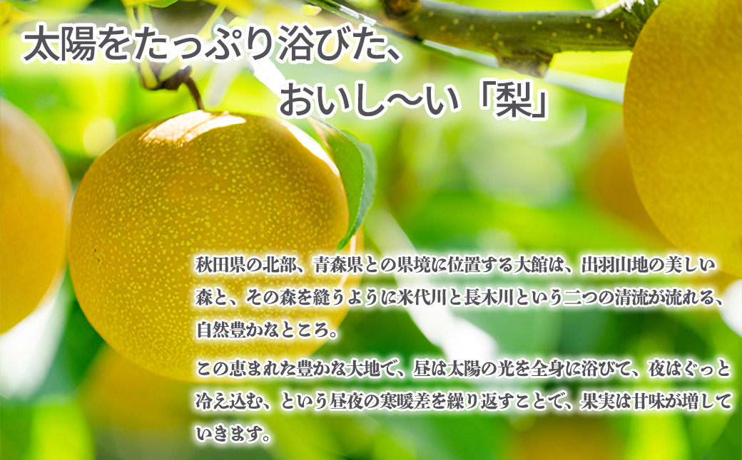 【数量限定・期間限定】陽気な母さんの梨詰め合わせ　5kg　65P3407