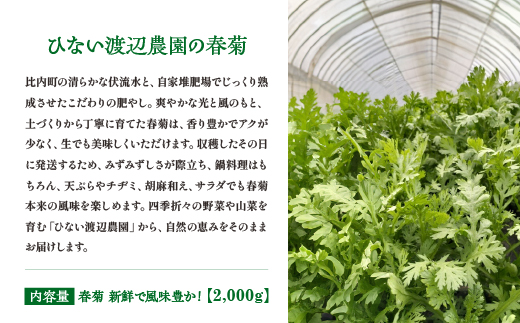 春菊 新鮮で風味豊か！ 約2,000g【90P3203】