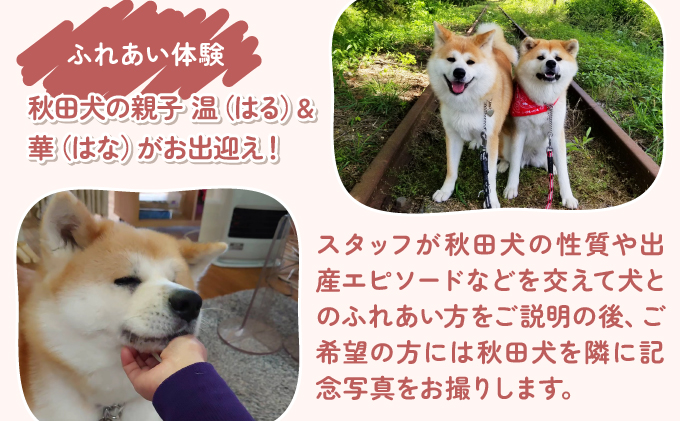 【日帰りプラン】秋田犬ふれあい体験ときりたんぽ定食　70P8402