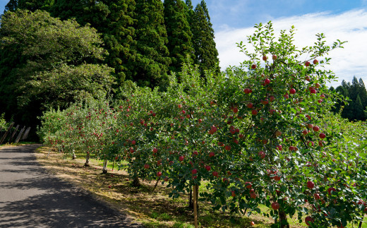【数量限定・期間限定】95P3403　陽気な母さんの【訳あり】りんご「ふじ」　10kg