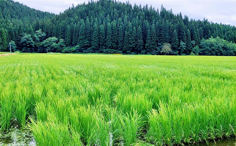 【令和7年産】あきたこまち（精米）10kg(5kg×2袋)　【95P9027】