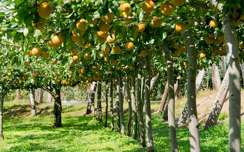 【数量限定・期間限定】陽気な母さんの梨詰め合わせ　5kg　65P3407