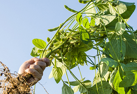 250P5701 朝採れ枝豆のフリーズドライパウダー1ｋｇ（500ｇ×2袋）