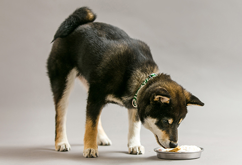 115P5701 ワンちゃん用おやつ大満足セット