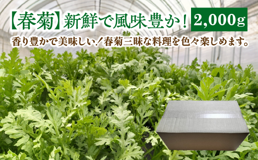 春菊 新鮮で風味豊か！ 約2,000g【90P3203】