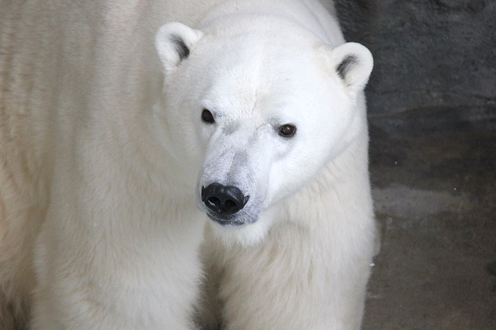 男鹿水族館GAOペア入館券 2名分 秋田県 ガオ 日本海 ペア