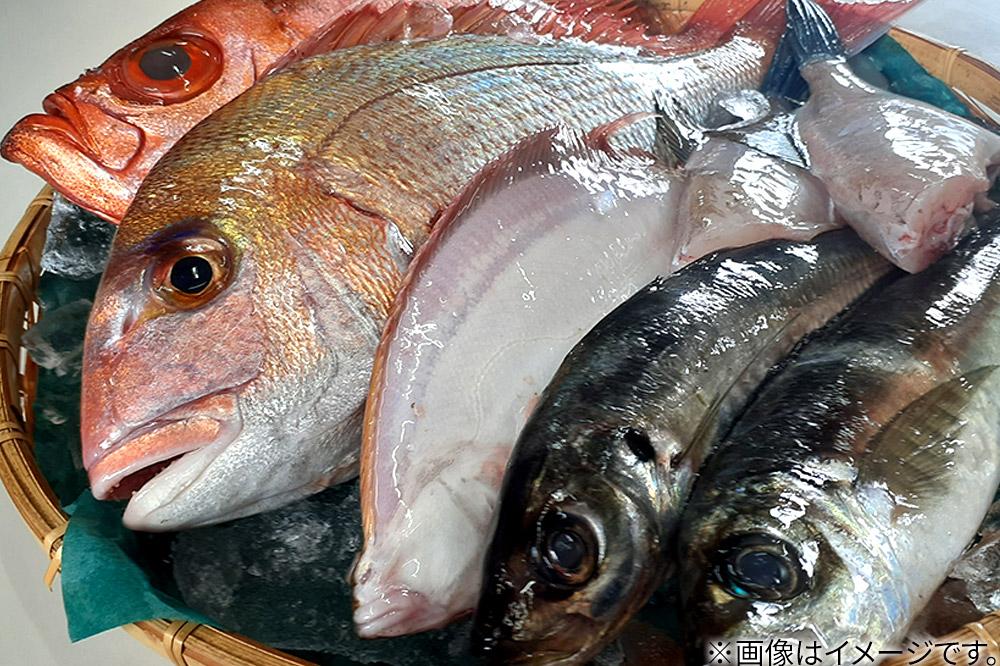 男鹿船川港直送おまかせ旬の地魚セット（小）秋田県 男鹿市 萬漁水産
