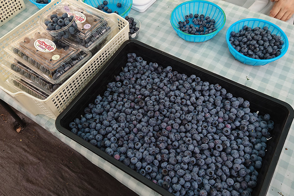 【男鹿ぶるーべりーガーデン】 冷凍ブルーベリー 500g×2パック（合計1kg）秋田県 男鹿市