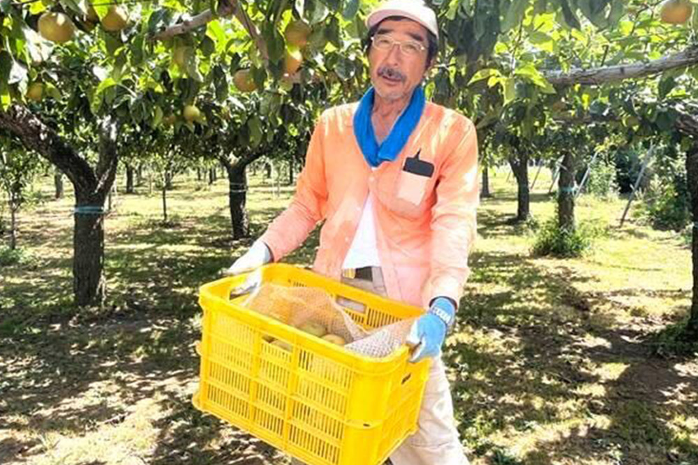 【先行受付】 男鹿梨 あきづき 梨 約5kg 「伊藤梨園」 2L～3L 14玉～16玉 秋田県 男鹿市