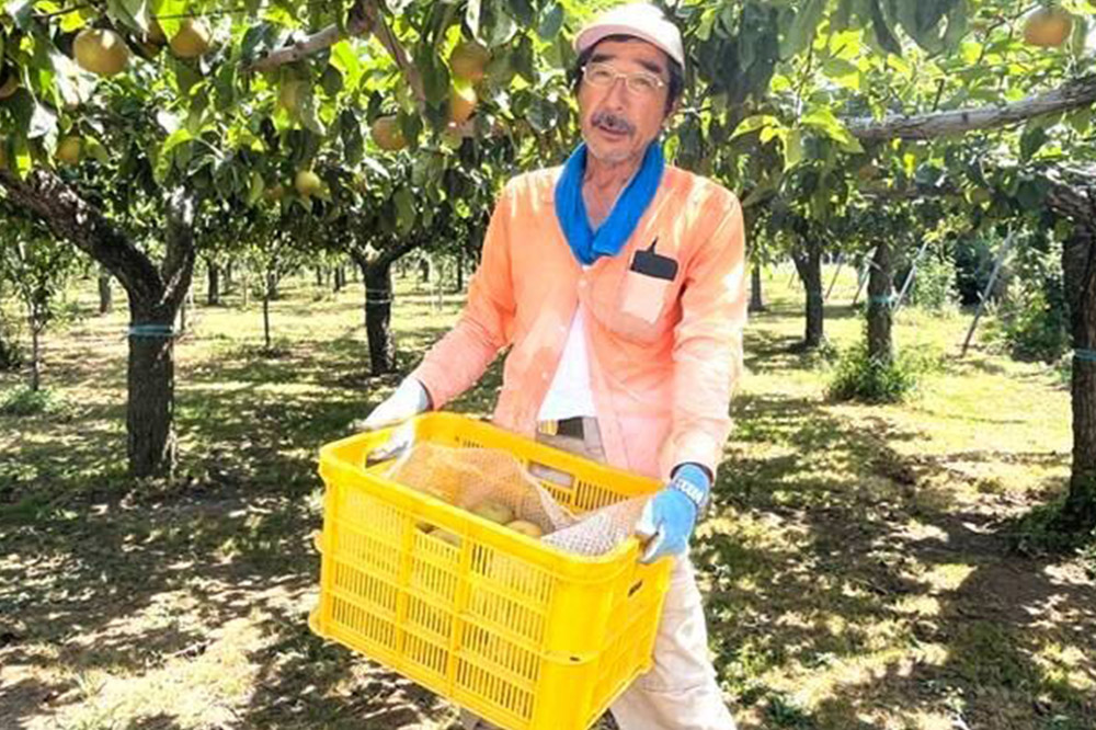 【先行受付】 男鹿梨 秋泉 梨 約5kg「伊藤梨園」  4L 11玉～12玉 秋田県 男鹿市