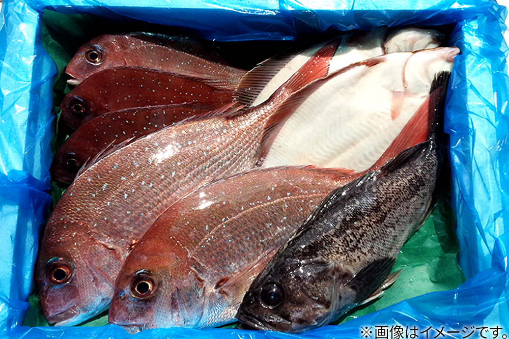 男鹿船川港直送おまかせ旬の地魚セット（小）秋田県 男鹿市 萬漁水産