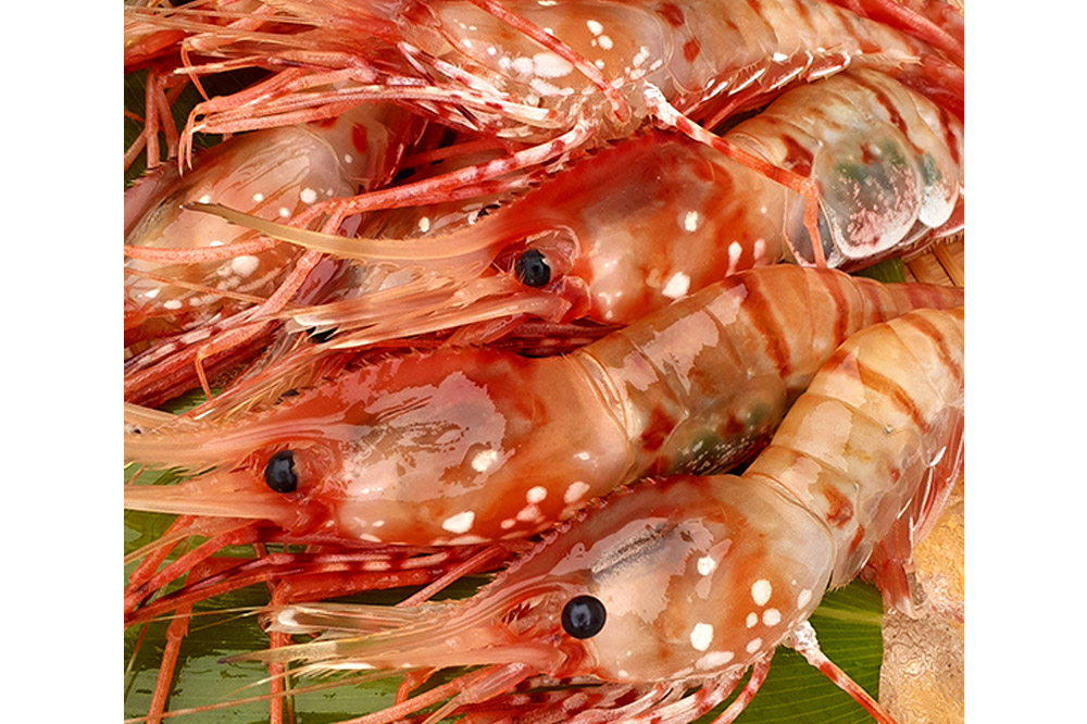 《2026年6月上旬より発送》産地直送 ボタンエビ 約1kg！ ぷりっぷりでとろける甘さ お刺身や海鮮丼に 秋田県 男鹿市 萬漁水産