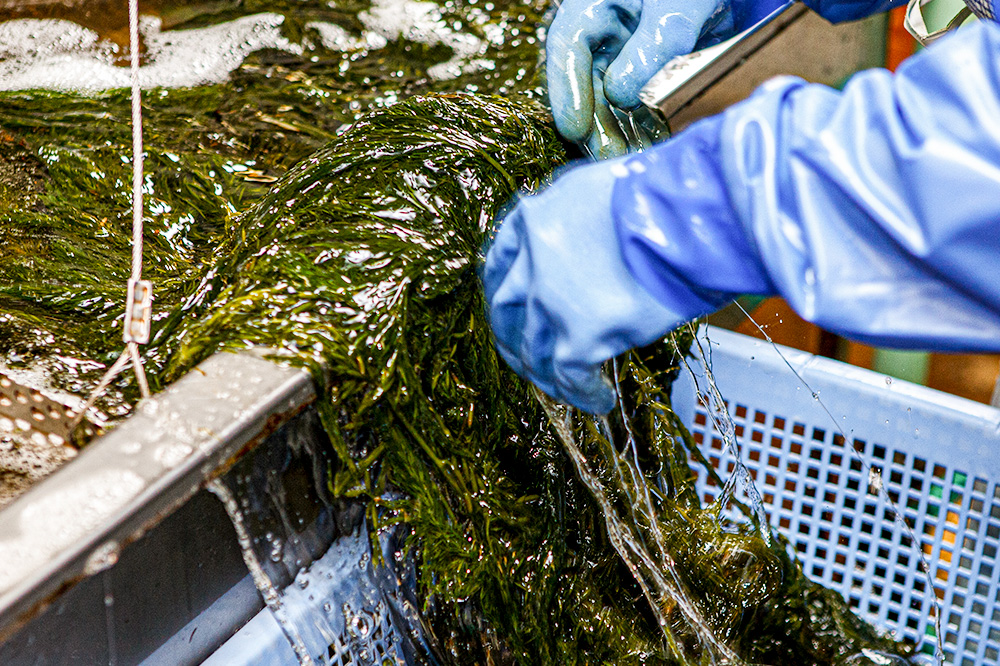 ぎばさ(あかもく) 200g×30個セット