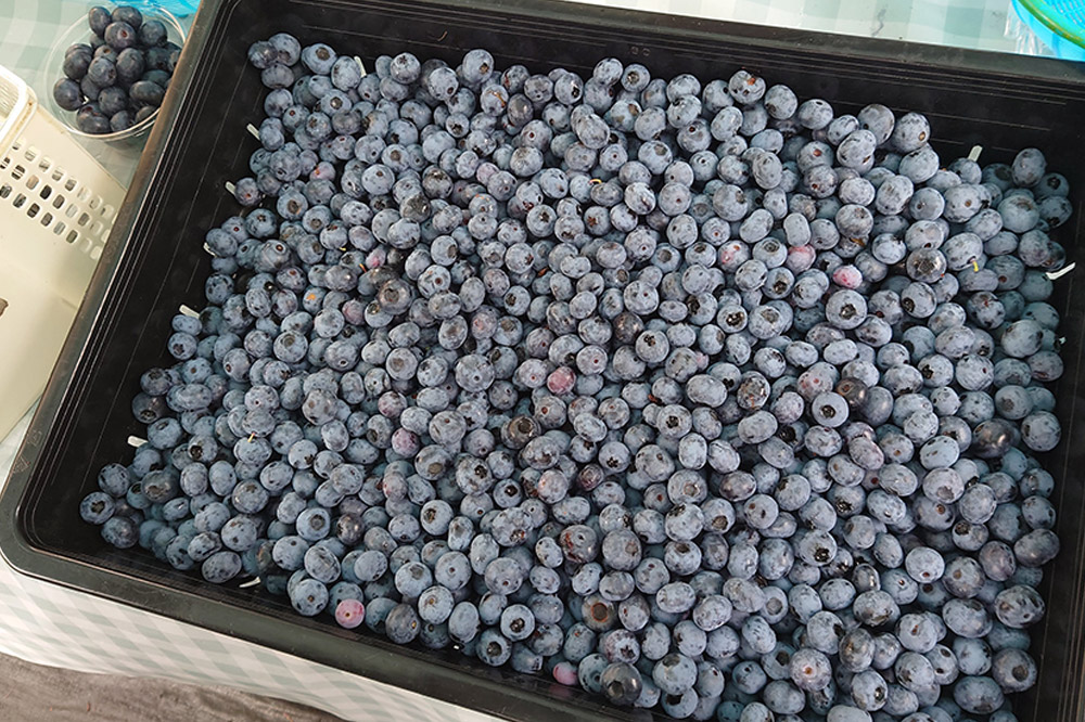 【男鹿ぶるーべりーガーデン】 冷凍ブルーベリー 500g×2パック（合計1kg）秋田県 男鹿市
