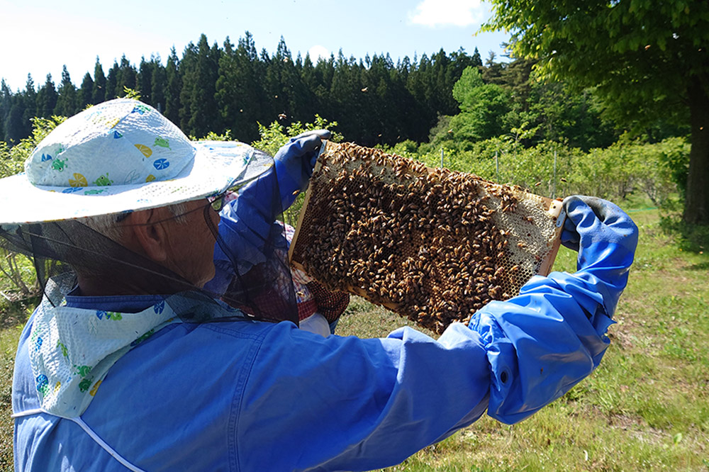 ブルーベリージャムと季節のおまかせジャムとはちみつの詰合せ（合計3本）男鹿ぶるーべりーガーデン 秋田県 男鹿市