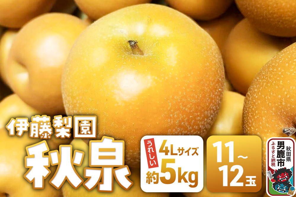 【先行受付】 男鹿梨 秋泉 梨 約5kg「伊藤梨園」  4L 11玉～12玉 秋田県 男鹿市