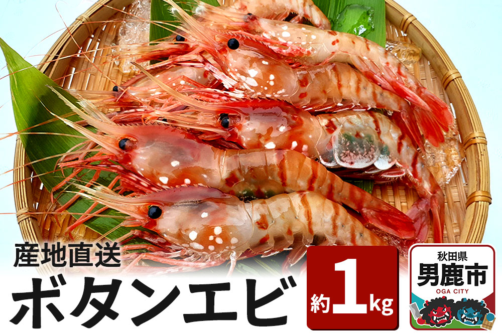《2026年6月上旬より発送》産地直送 ボタンエビ 約1kg！ ぷりっぷりでとろける甘さ お刺身や海鮮丼に 秋田県 男鹿市 萬漁水産
