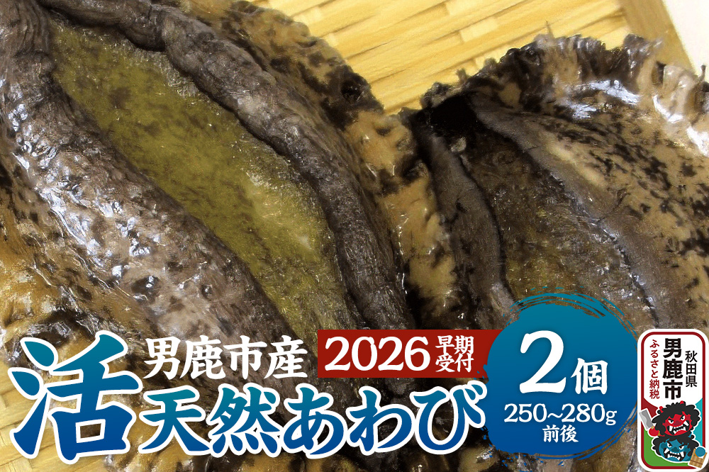 《2026年7月中旬～8月下旬発送》男鹿産天然鮑 1～3個 (約450～500g) あわび アワビ 秋田 男鹿産