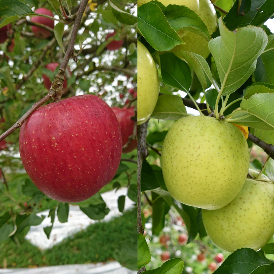三関産 旬のりんご プレミアム 特秀 3kg （8玉～12玉） 旬 りんご 品種お任せ 果物 フルーツ 秋田県 三関 【三関果樹研究会】[B15109]