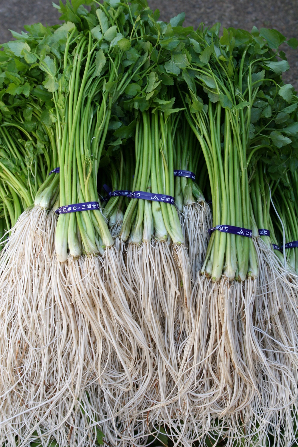 三関産セリ 5束 せり 秋田県 ふるさと 人気 ランキング【奥山果樹園】[M7801]