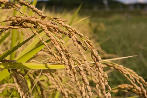 【令和7年産米】小野小町の郷 特撰米 あきたこまち 5kg×1袋 ふるさと納税 秋田 米 あきたこまち お米【遠田米穀店】[B7-2202]