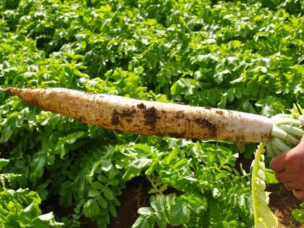 きむらや いぶりがっこと秋田漬物詰合せ10点セット 雪国の朝  【(株)雄勝野きむらや】[B7-4301]