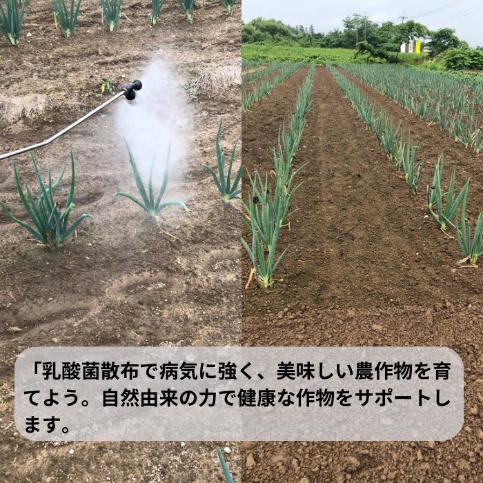 環境に優しい農業用乳酸菌 BARU乳酸菌液 10L 業務用【BARU バイオジャパン吉村株式会社】[H9904]