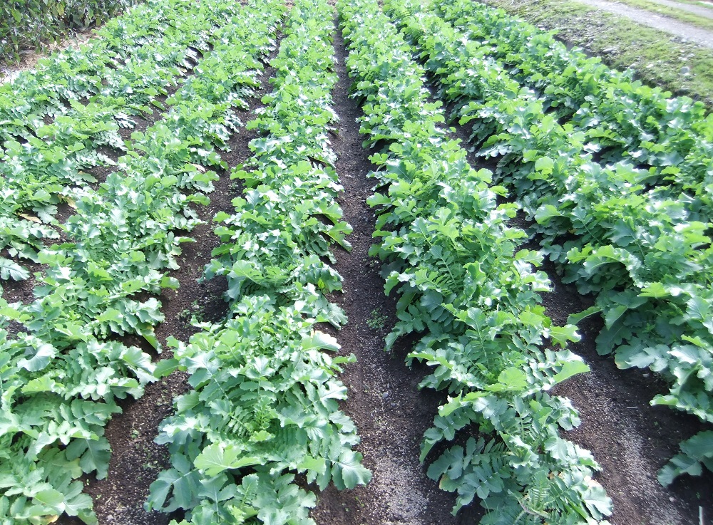 いぶり大根漬け 食べきりサイズ6袋 農薬・添加物不使用【渡部 浩見】[B1-2106]