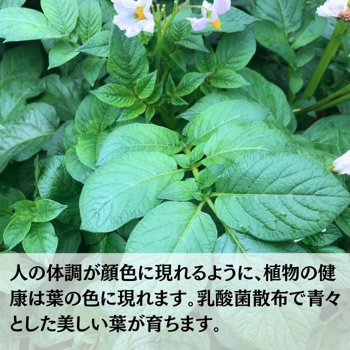 環境に優しい農業用乳酸菌 BARU乳酸菌液 20L 業務用【BARU バイオジャパン吉村株式会社】[N9901]