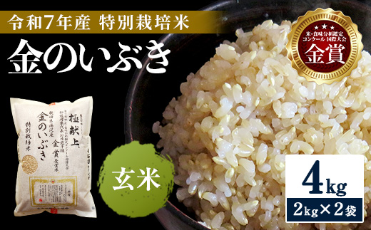 令和7年産米 冷めても美味しい玄米 特別栽培米 金のいぶき 4kg（2kg×2袋） 玄米 米 農家直送 受賞歴多数 ＼自然由来の漢方栽培／ ふるさと 人気 ランキング【渡部 浩見】[B8-2102]