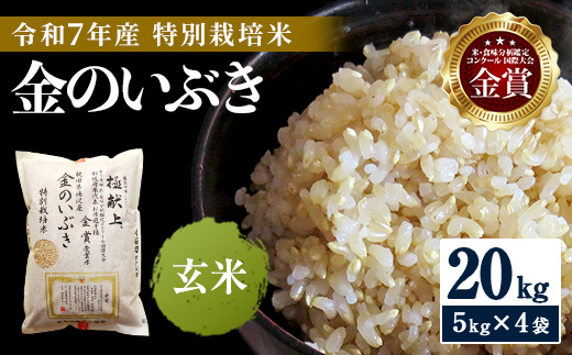 令和7年産米 冷めても美味しい玄米 特別栽培米 金のいぶき 20kg（5kg×4袋） 玄米 米 農家直送 受賞歴多数 ＼自然由来の漢方栽培／ ふるさと 人気 ランキング【渡部 浩見】[I4-2101]
