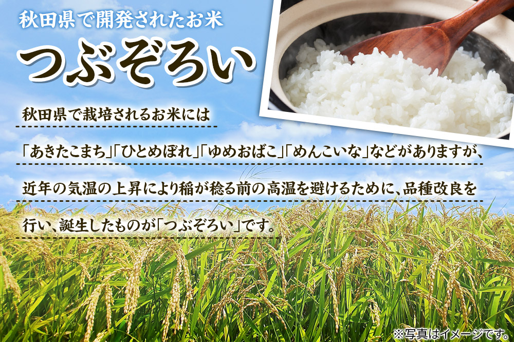 【白米】秋田県由利本荘市産 つぶぞろい 10kg（5kg×2袋）令和7年産