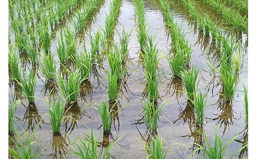 【玄米】秋田県由利本荘市産 ササニシキ 15kg(5kg×3袋) 令和7年産 真空パック 岩城町農園