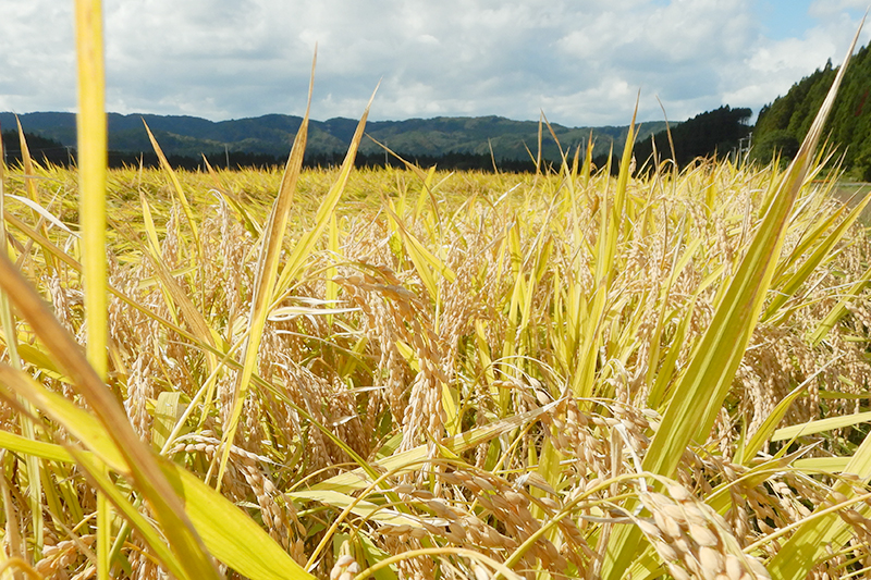 【玄米】 ＜通算5回 特A＞ ひとめぼれ   5kg 令和7年産 農家直送 渡部さんのひとめぼれ